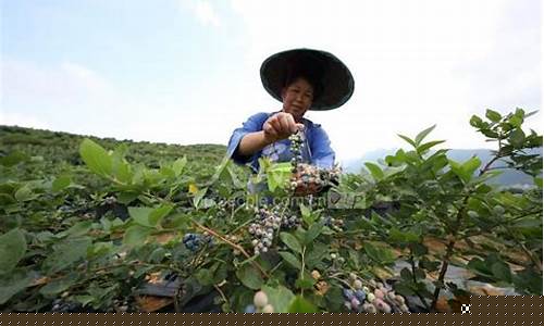 贵州蓝莓期货直播(贵州蓝莓期货交易)_https://www.kskjyy.com_装修公司_第1张