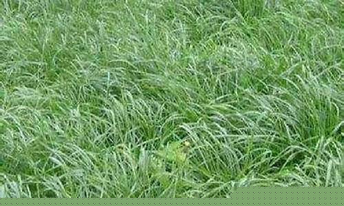 什么草可以长期喂鸡(什么草喂鸡不容易生病)_https://www.kskjyy.com_装修公司_第1张