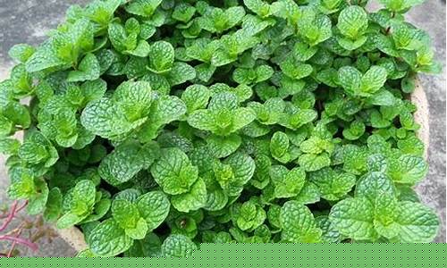 薄荷期货哪里可以看直播(薄荷脑期货交易平台)_https://www.kskjyy.com_装修公司_第1张