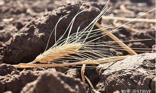 看小麦期货在哪里看直播(看小麦期货在哪里看)(小麦期货怎么买)_https://www.kskjyy.com_设计报价_第1张